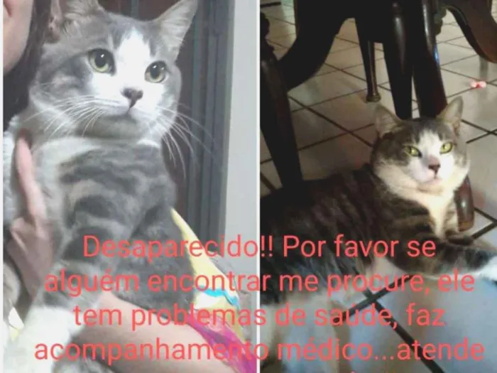 Gato ra a Srd idade 1 ano nome Messi ou neném 