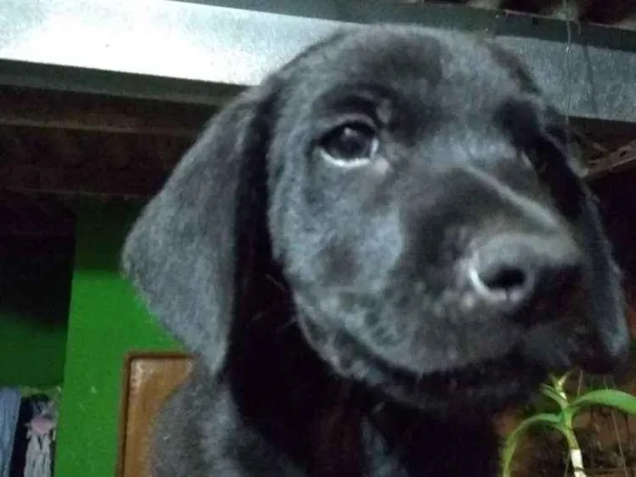 Cachorro ra a Vira lata com shoushou idade 2 a 6 meses nome Tizil