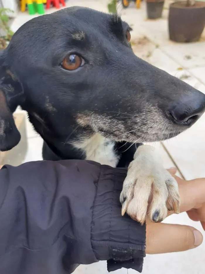 Cachorro raça Sem raça idade 4 anos nome Aysha