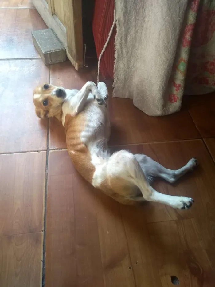 Cachorro ra a Pincher número 4 idade 1 ano nome Gamora
