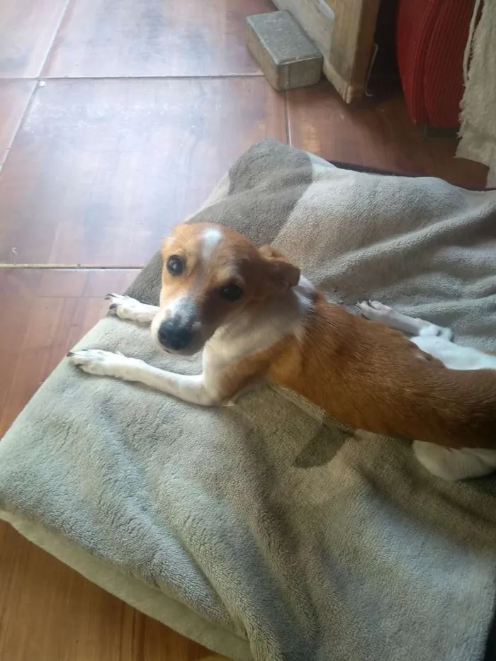 Cachorro ra a Pincher número 4 idade 1 ano nome Gamora