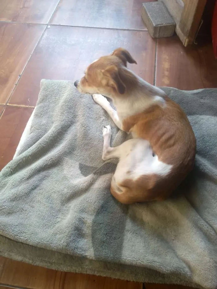 Cachorro ra a Pincher número 4 idade 1 ano nome Gamora