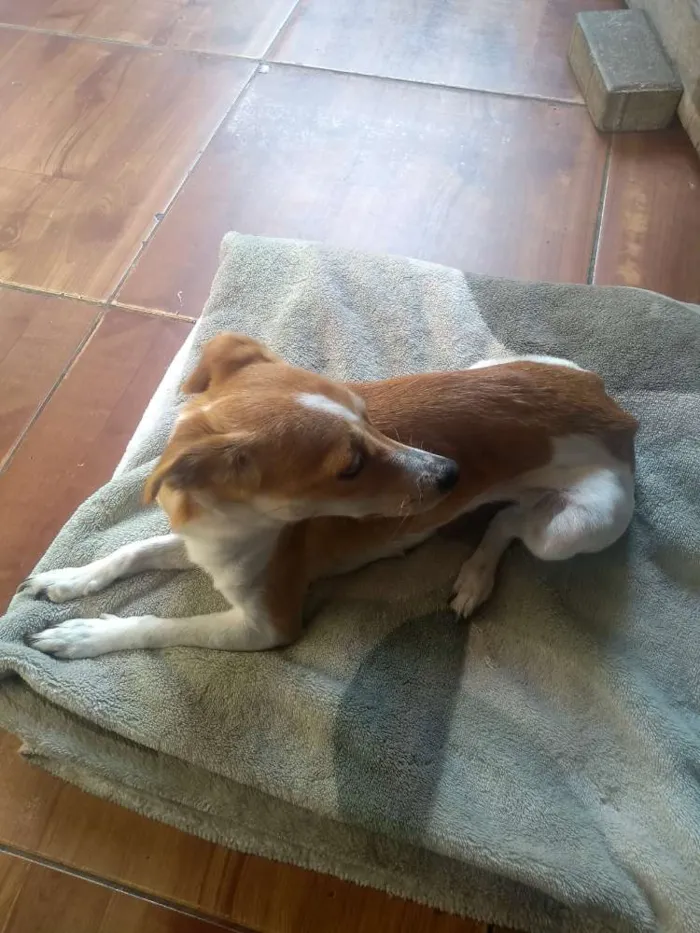 Cachorro ra a Pincher número 4 idade 1 ano nome Gamora