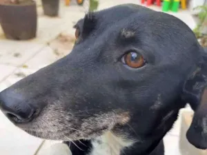 Cachorro raça Sem raça idade 4 anos nome Aysha