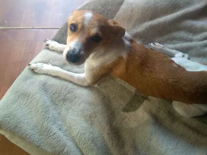 Cachorro ra a Pincher número 4 idade 1 ano nome Gamora