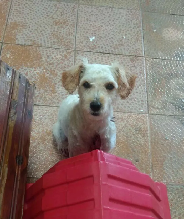 Cachorro ra a Poodle idade 1 ano nome Luke