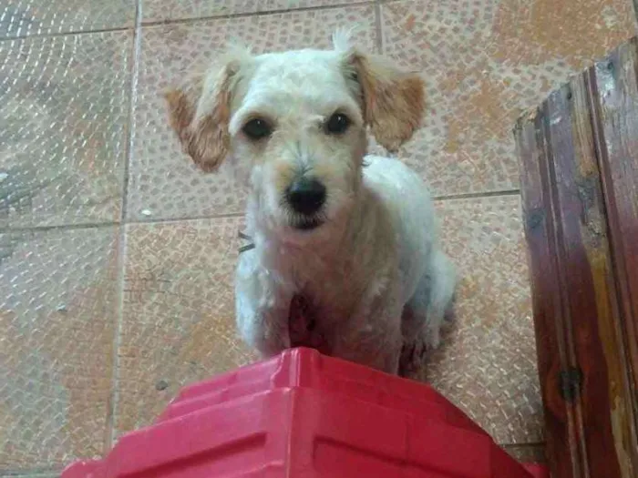 Cachorro ra a Poodle idade 1 ano nome Luke