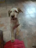 Lupi