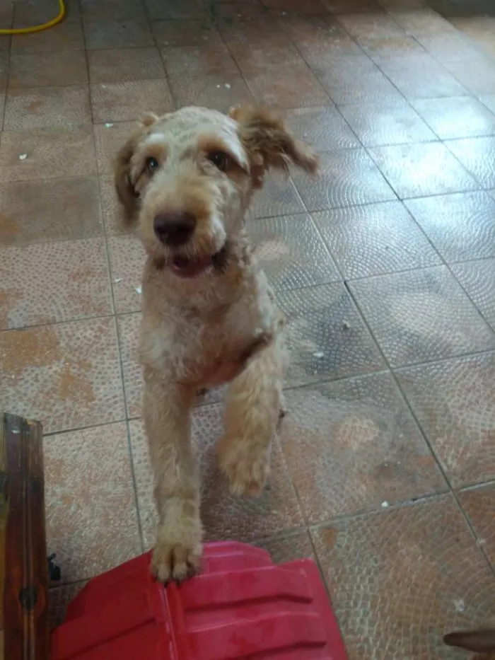 Cachorro ra a Poodle idade 7 a 11 meses nome Lupi