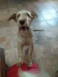 Lupi