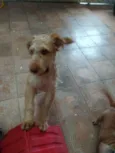 Lupi