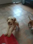 Lupi