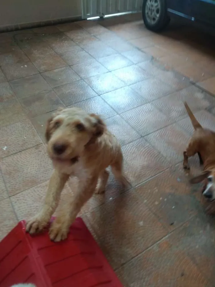 Cachorro ra a Poodle idade 7 a 11 meses nome Lupi