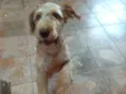 Lupi