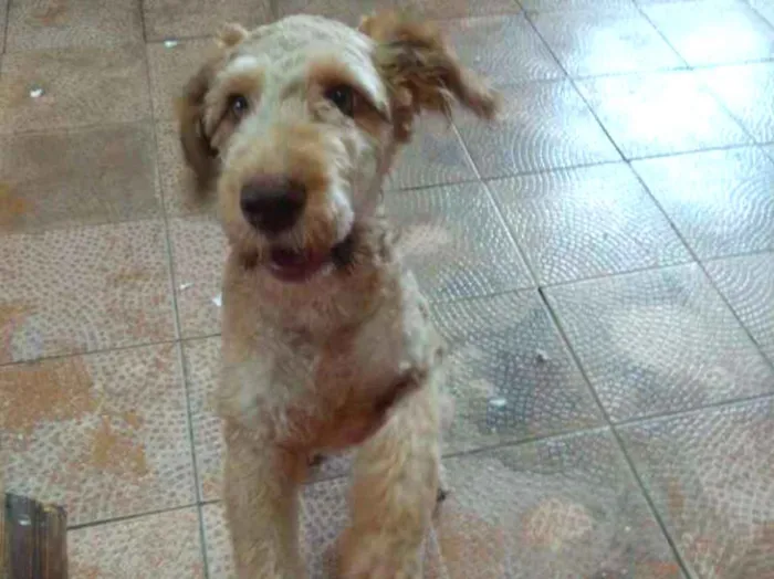 Cachorro ra a Poodle idade 7 a 11 meses nome Lupi