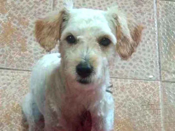 Cachorro ra a Poodle idade 1 ano nome Luke