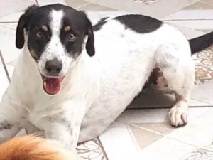 Cachorro raça Srd idade 1 ano nome Bob