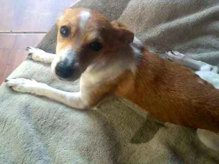 Cachorro ra a Pincher número 4 idade 1 ano nome Gamora