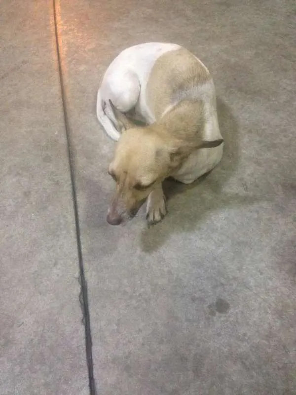 Cachorro ra a SRD idade  nome Sem nome