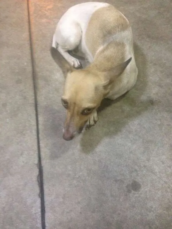Cachorro ra a SRD idade  nome Sem nome