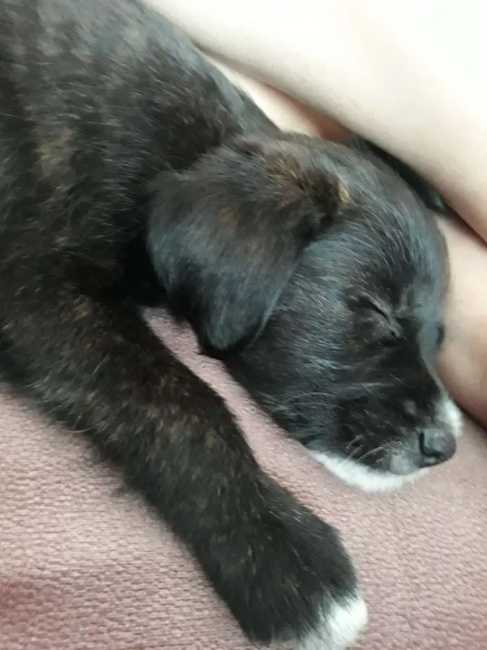 Cachorro raça SRD idade 2 a 6 meses nome Luigi 