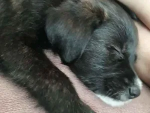 Cachorro raça SRD idade 2 a 6 meses nome Luigi 