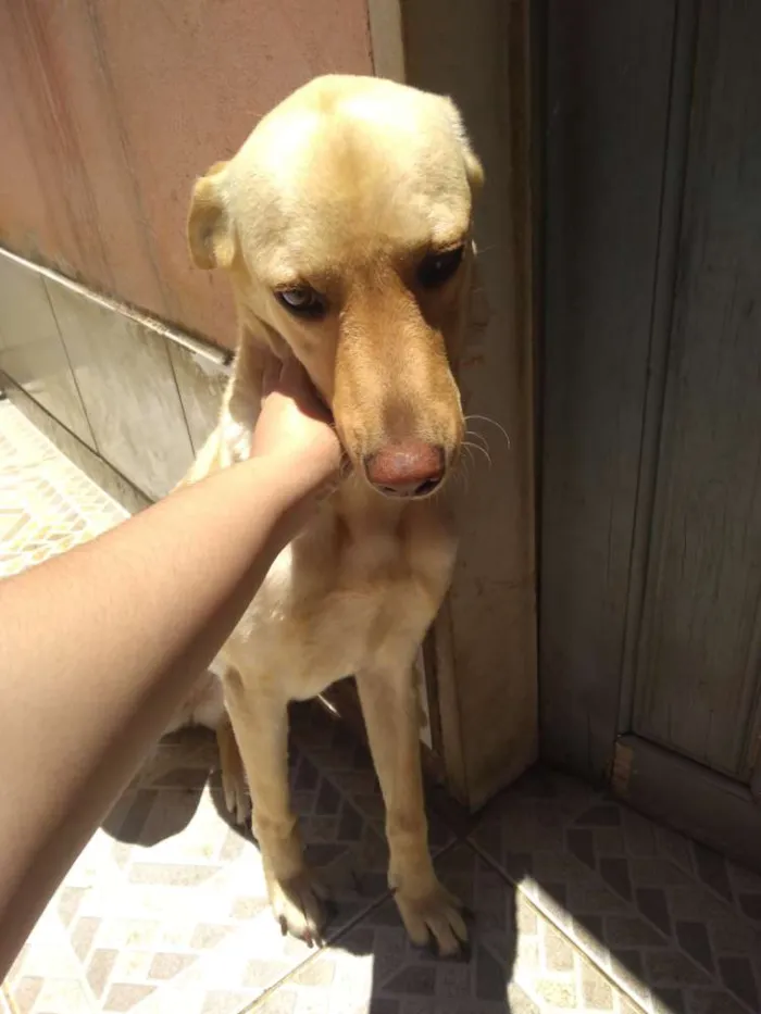 Cachorro raça Labrador idade 2 anos nome Nina