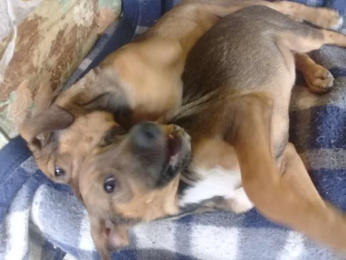 Cachorro ra a Vira-lata idade 2 a 6 meses nome Não tem