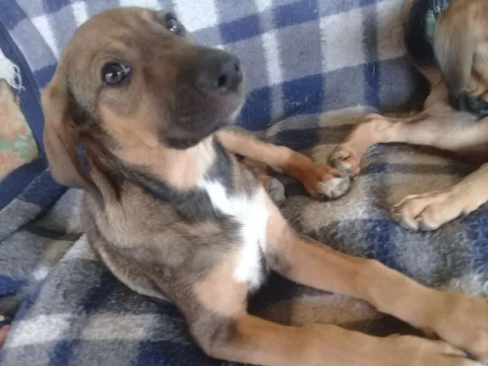 Cachorro ra a Vira-lata idade 2 a 6 meses nome Não tem
