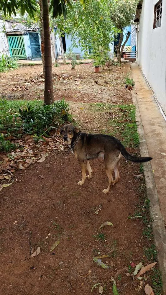 Cachorro raça SRD idade 5 anos nome Duck