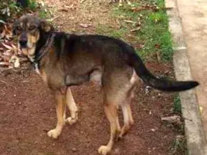Cachorro raça SRD idade 5 anos nome Duck