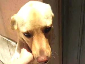 Cachorro raça Labrador idade 2 anos nome Nina