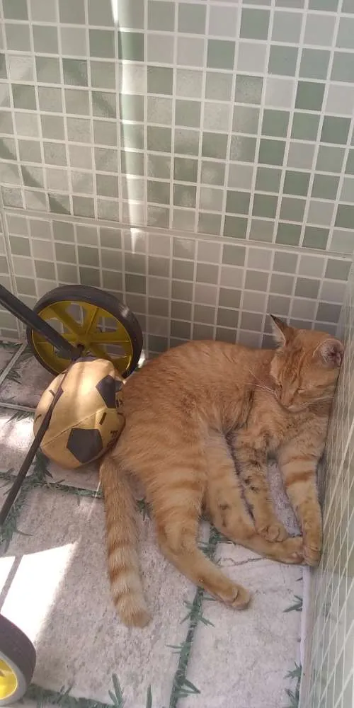 Gato raça Desconheço idade 7 a 11 meses nome Mel