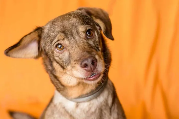 Cachorro raça SRD idade 4 anos nome AMORA