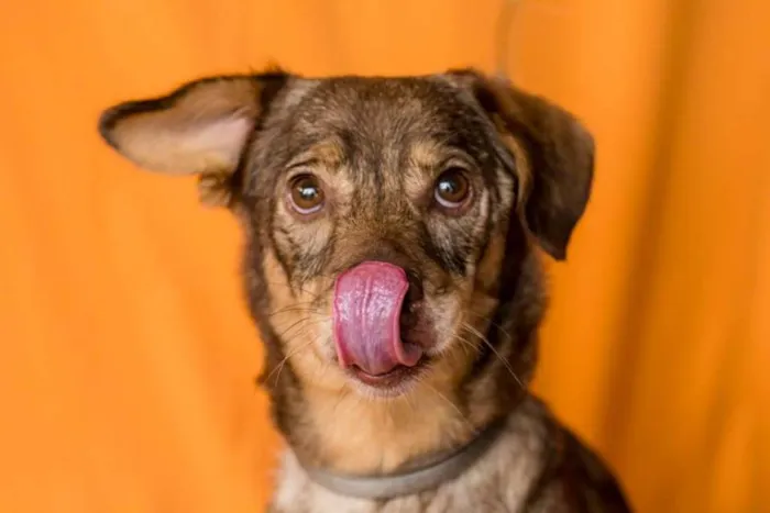 Cachorro raça SRD idade 4 anos nome AMORA