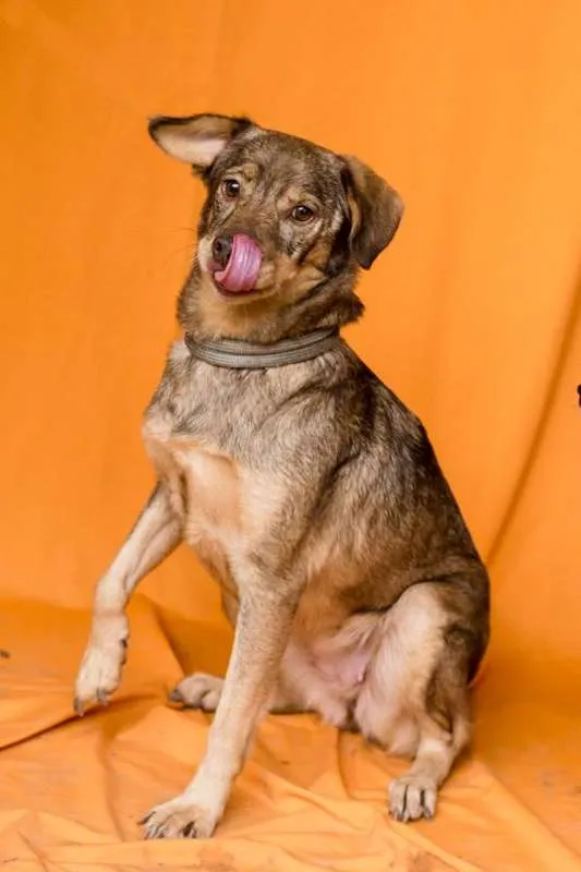 Cachorro raça SRD idade 4 anos nome AMORA