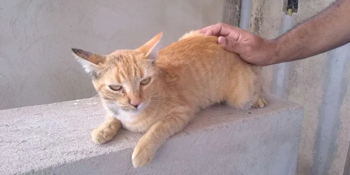 Gato raça Desconheço idade 7 a 11 meses nome Mel