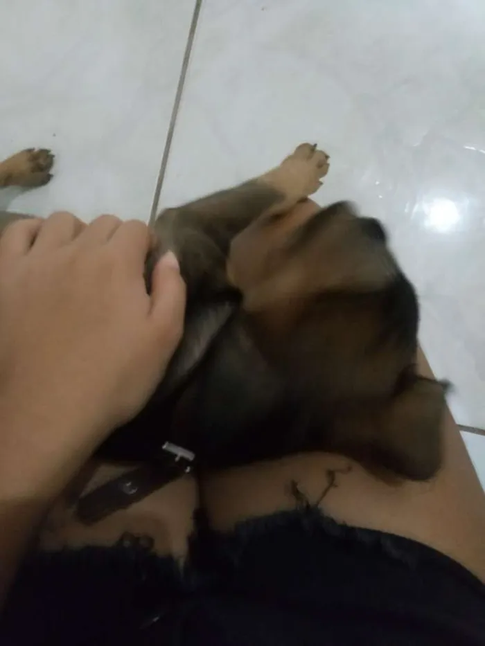 Cachorro raça rottweiler com SRD idade 2 a 6 meses nome Loki
