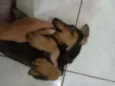 Loki