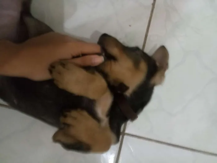Cachorro raça rottweiler com SRD idade 2 a 6 meses nome Loki