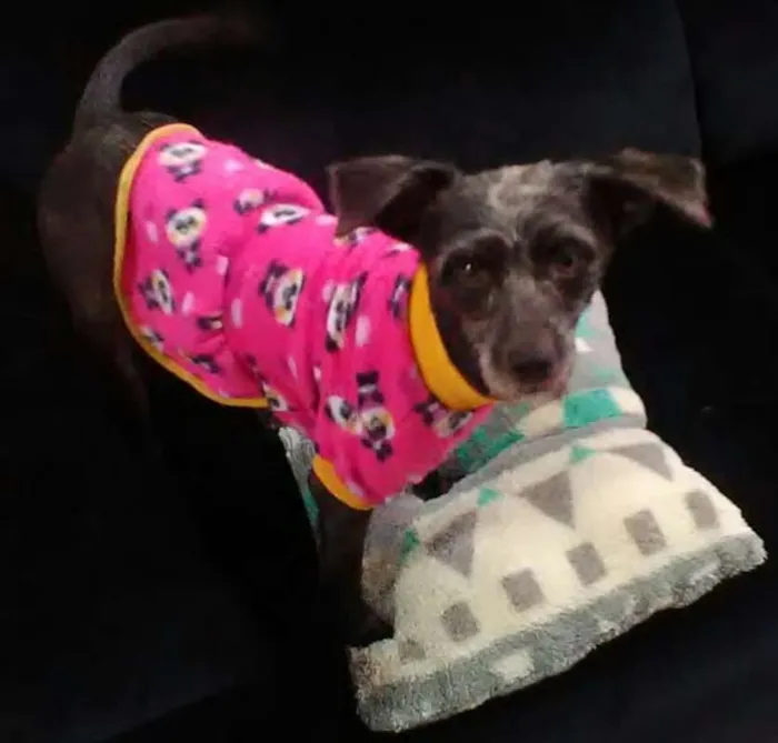 Cachorro raça SRD idade 3 anos nome BELINHA