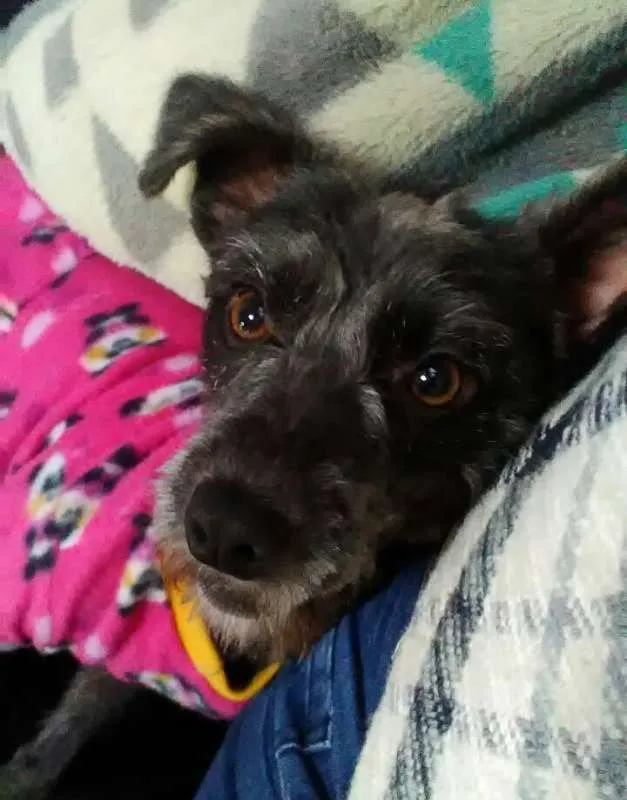 Cachorro raça SRD idade 3 anos nome BELINHA