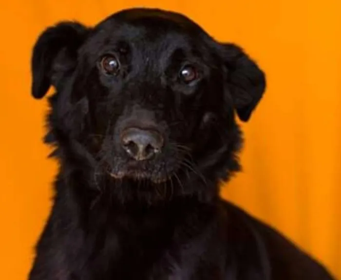 Cachorro ra a SRD idade 4 anos nome PRETA