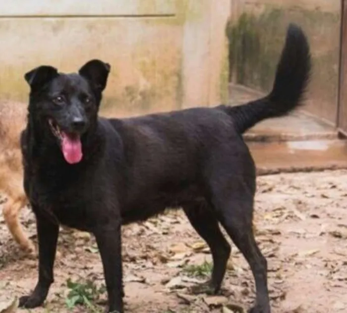 Cachorro ra a SRD idade 4 anos nome PRETA