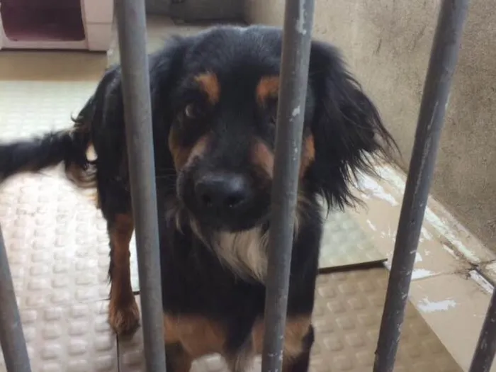 Cachorro ra a Indefinida  idade 2 anos nome Angel 