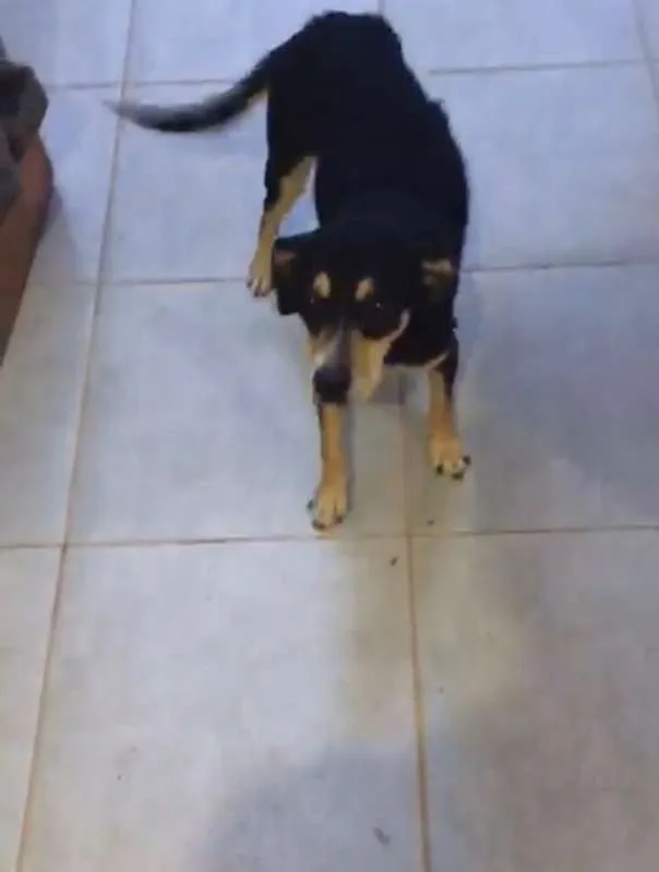 Cachorro ra a SRD idade 2 a 6 meses nome SEM NOME - Dolly