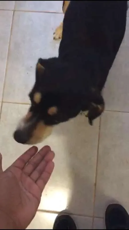 Cachorro ra a SRD idade 2 a 6 meses nome SEM NOME - Dolly