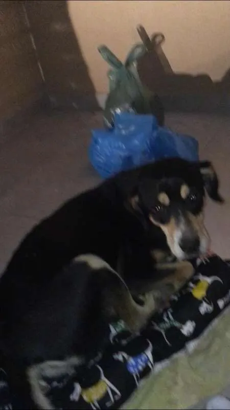 Cachorro ra a SRD idade 2 a 6 meses nome SEM NOME - Dolly