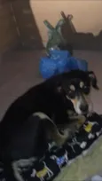 SEM NOME - Dolly
