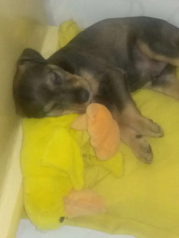 Cachorro raça rottweiler com SRD idade 2 a 6 meses nome Loki